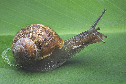 caracol 1 O Animal mais Lento do Mundo 